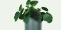 cropped plants store hero img.jpg