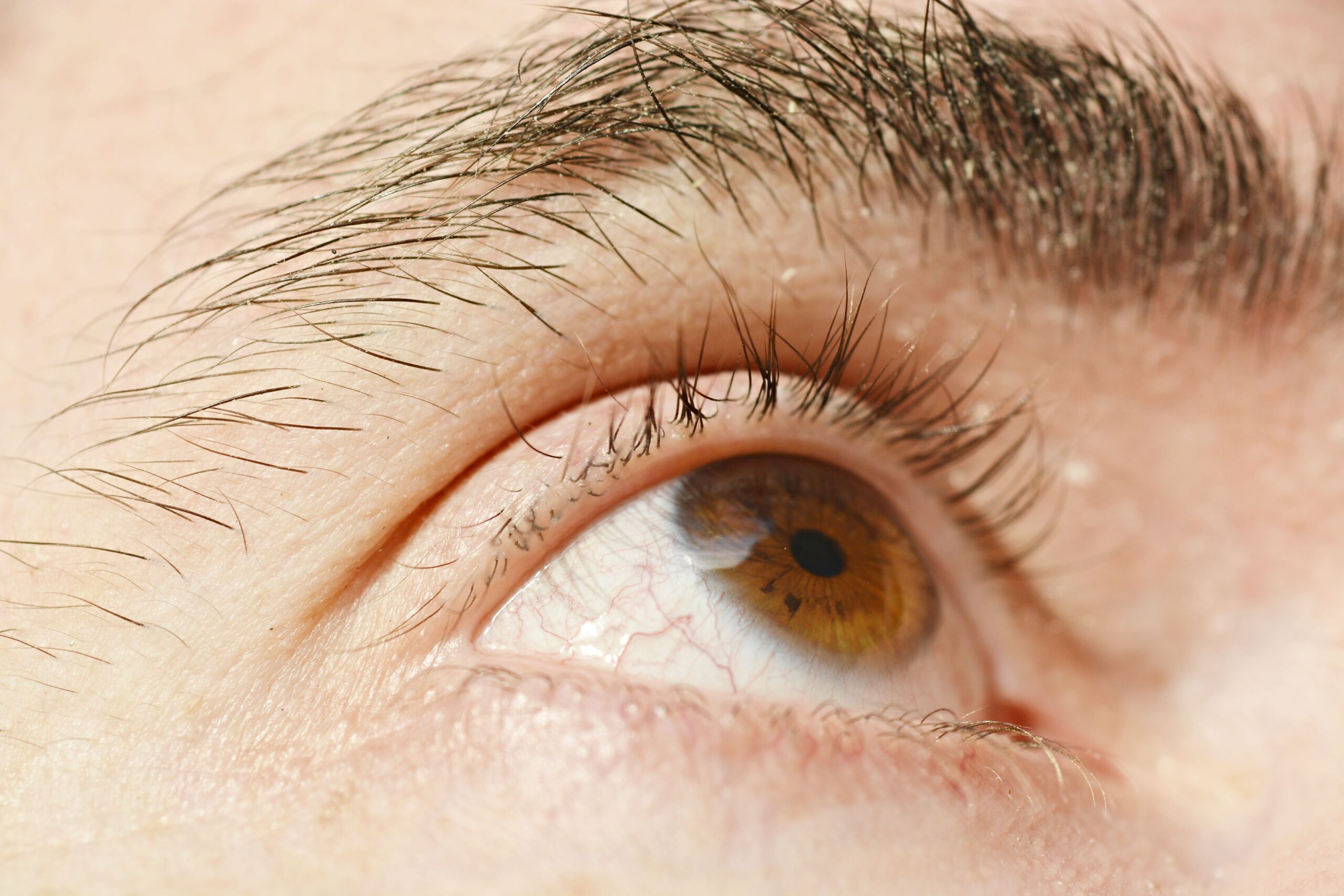 Detailed closeup of a human brown eye and eyebrow, showing texture and color.